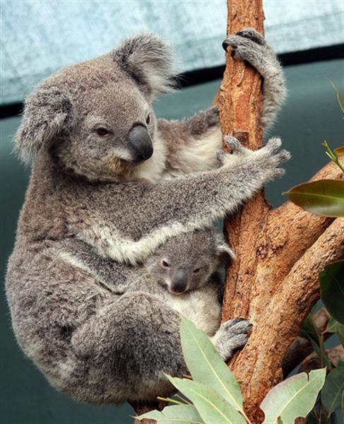 Koalas are recognized through their Rounded and Fluffy ears